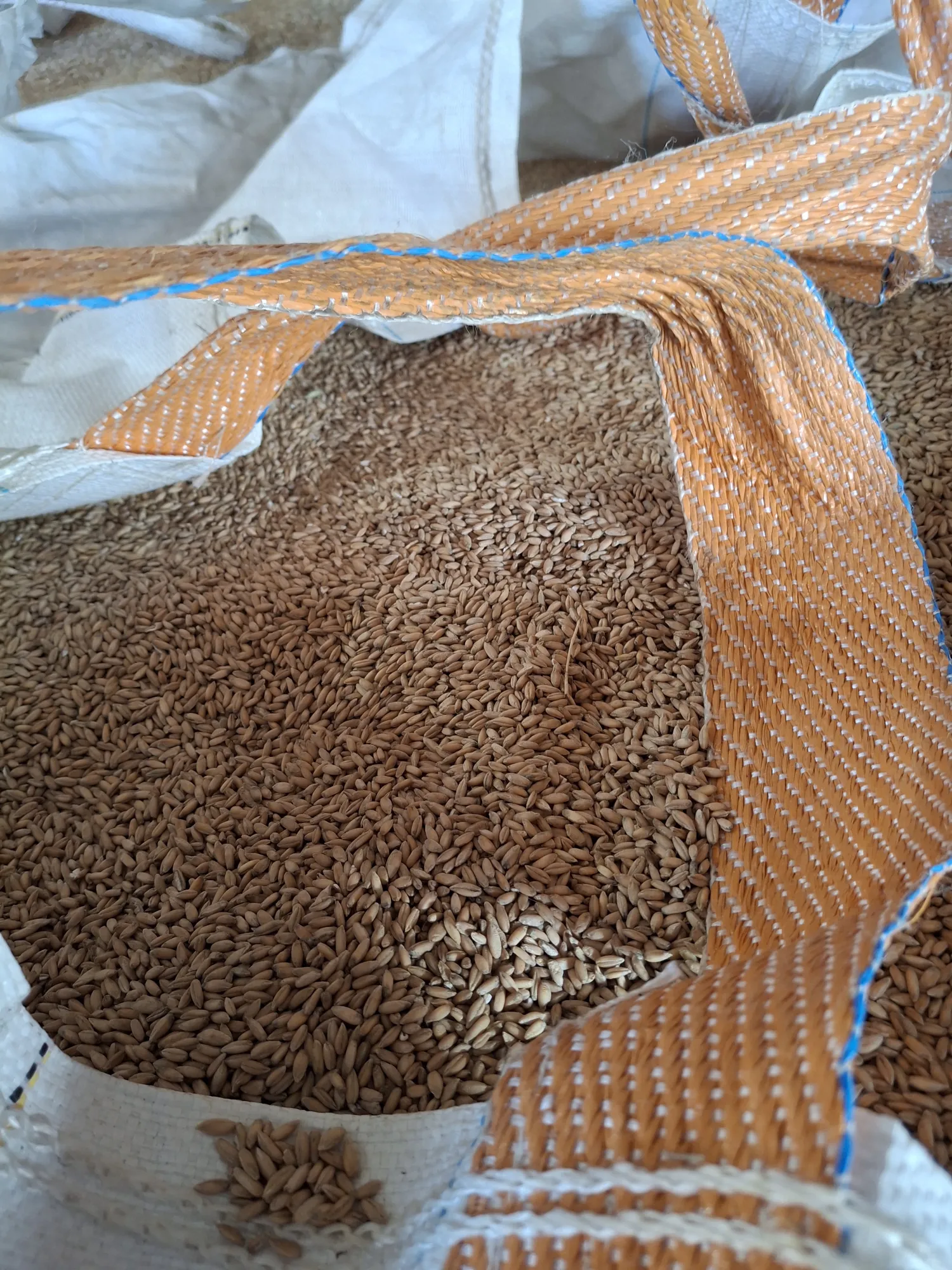 Groenbemester Rogge Kopen | Scherpe Prijs per Kilo