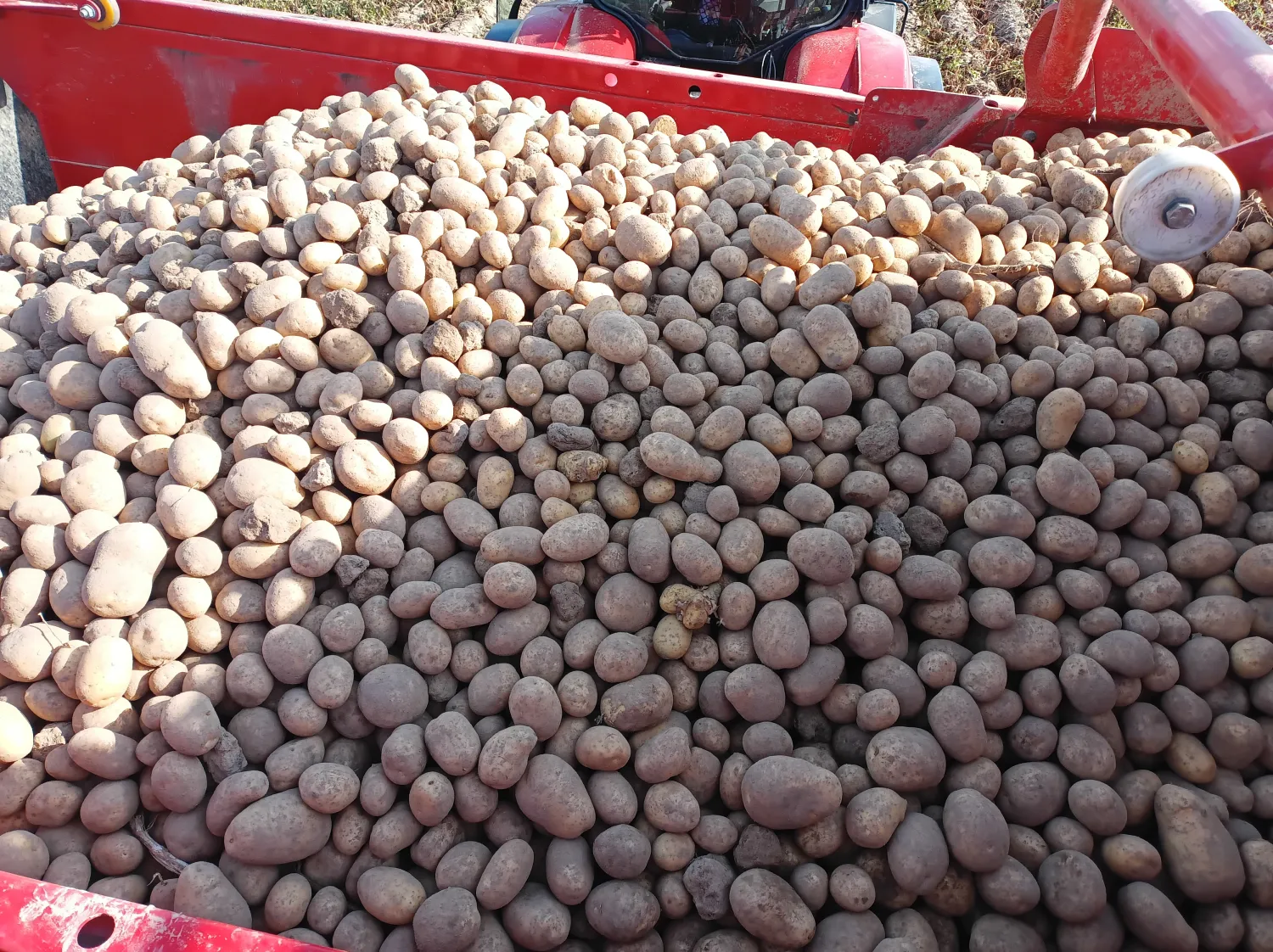 Melody Potatoes for Sale - Floury Baking Variety
