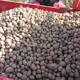 Melody Potatoes for Sale - Floury Baking Variety
