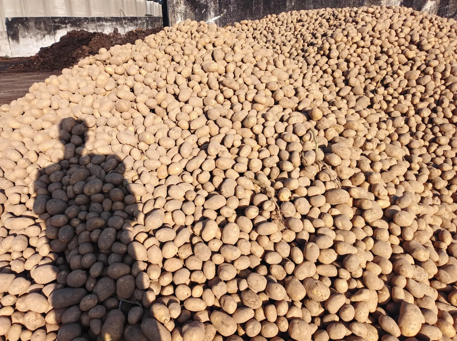 Melody Potatoes for Sale - Floury Baking Variety