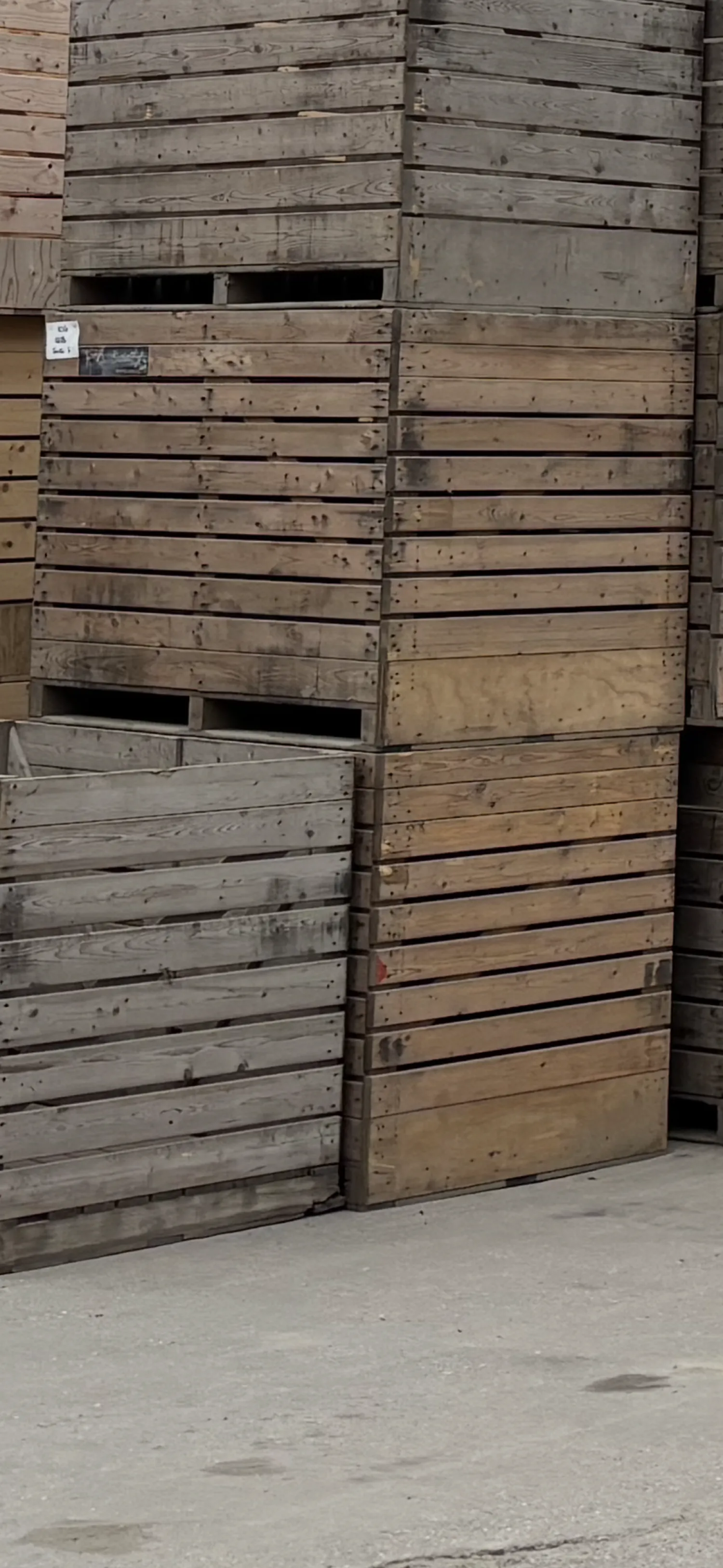 Kisten gezocht: 1300 kg, stapelbaar voor pootgoed