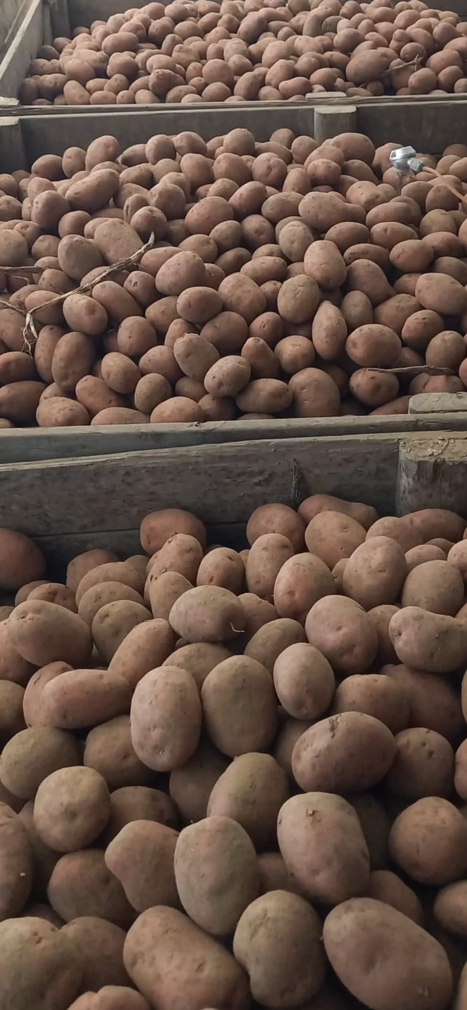 Large Red-skinned Seed Potatoes Wanted | 55/60+ mm