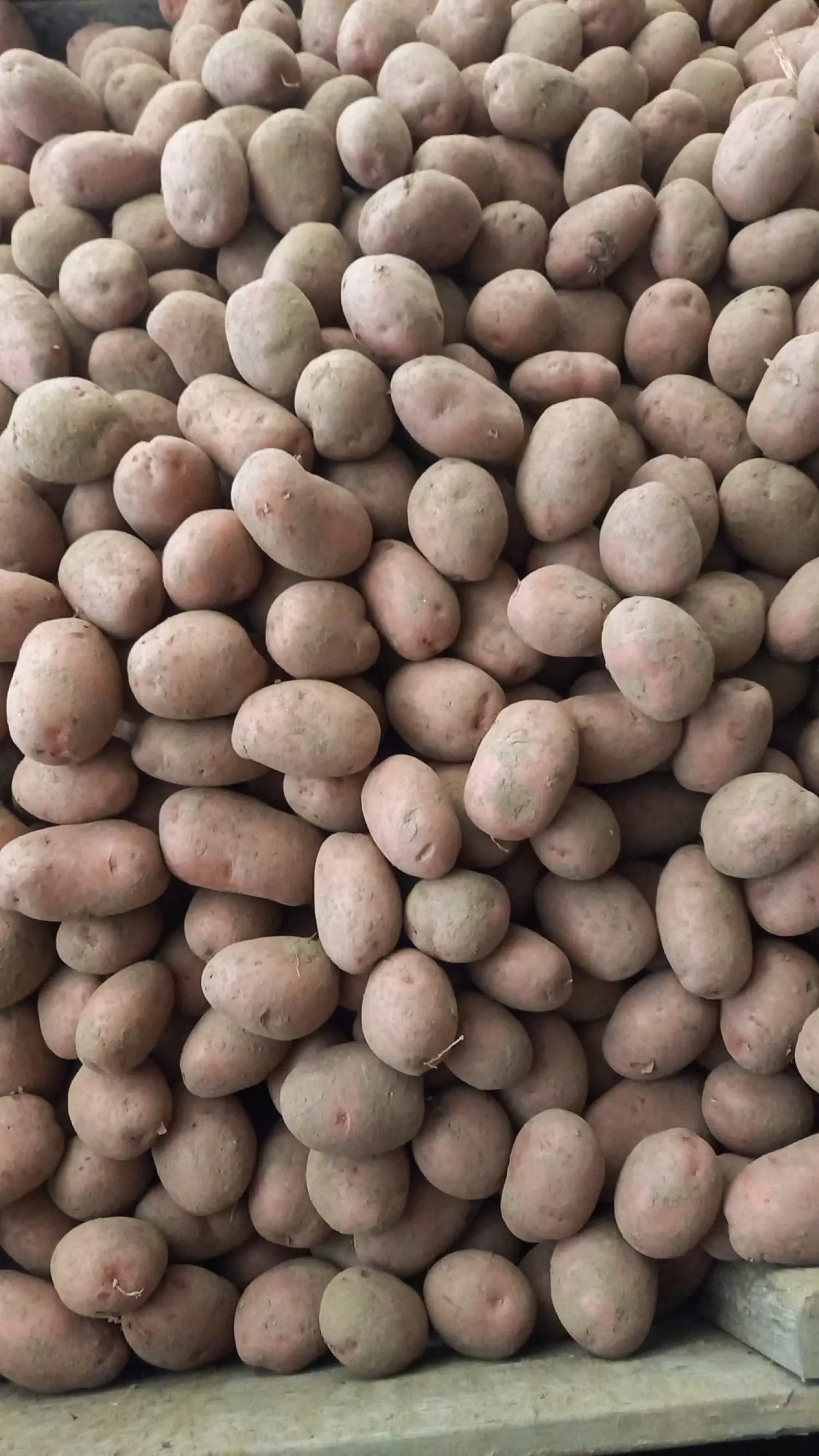 Large Red-skinned Seed Potatoes Wanted | 55/60+ mm