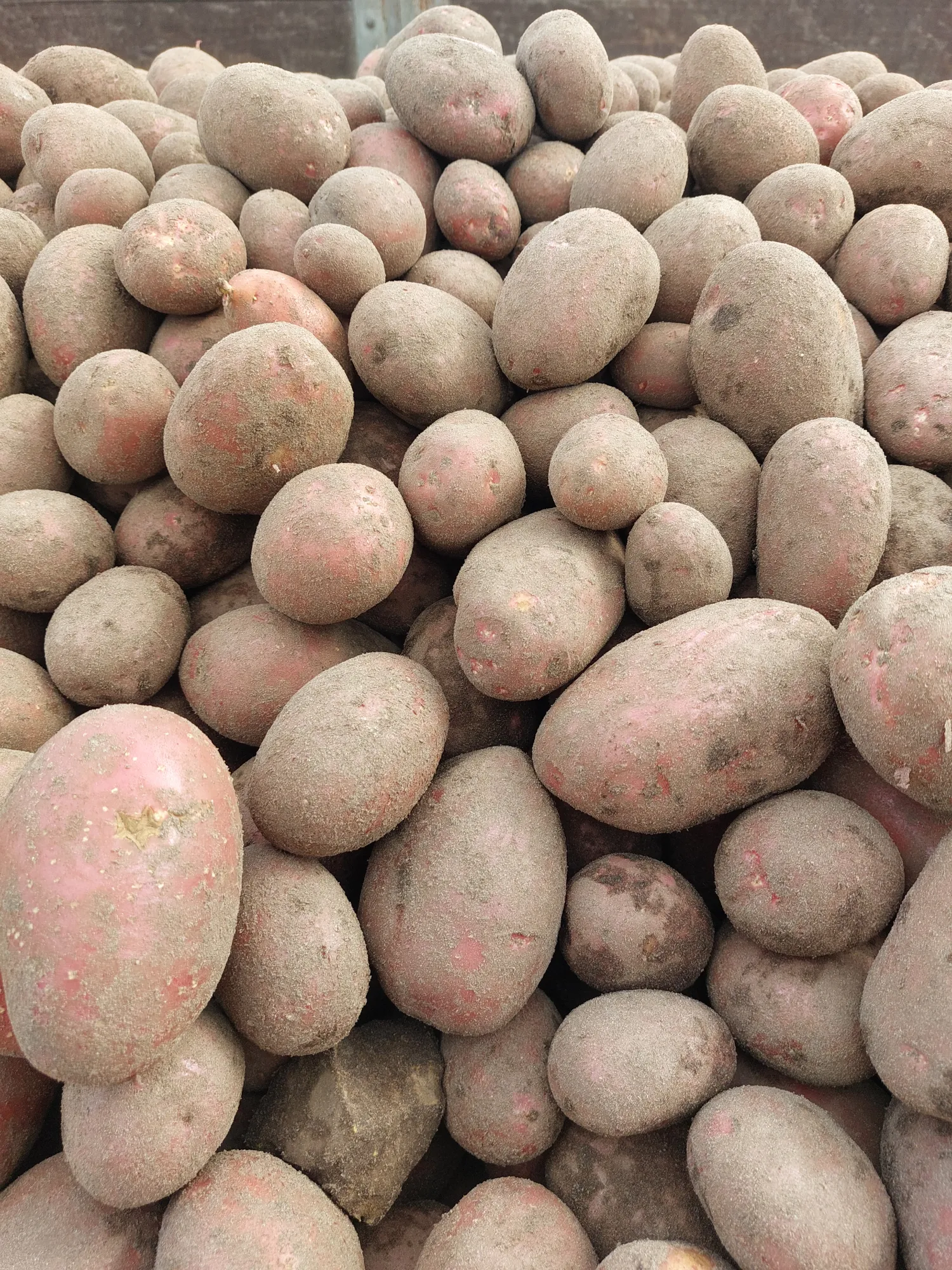 Alouette Potatoes - Firm Texture, Fresh From Field