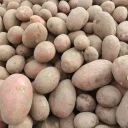 Alouette Potatoes - Firm Texture, Fresh From Field