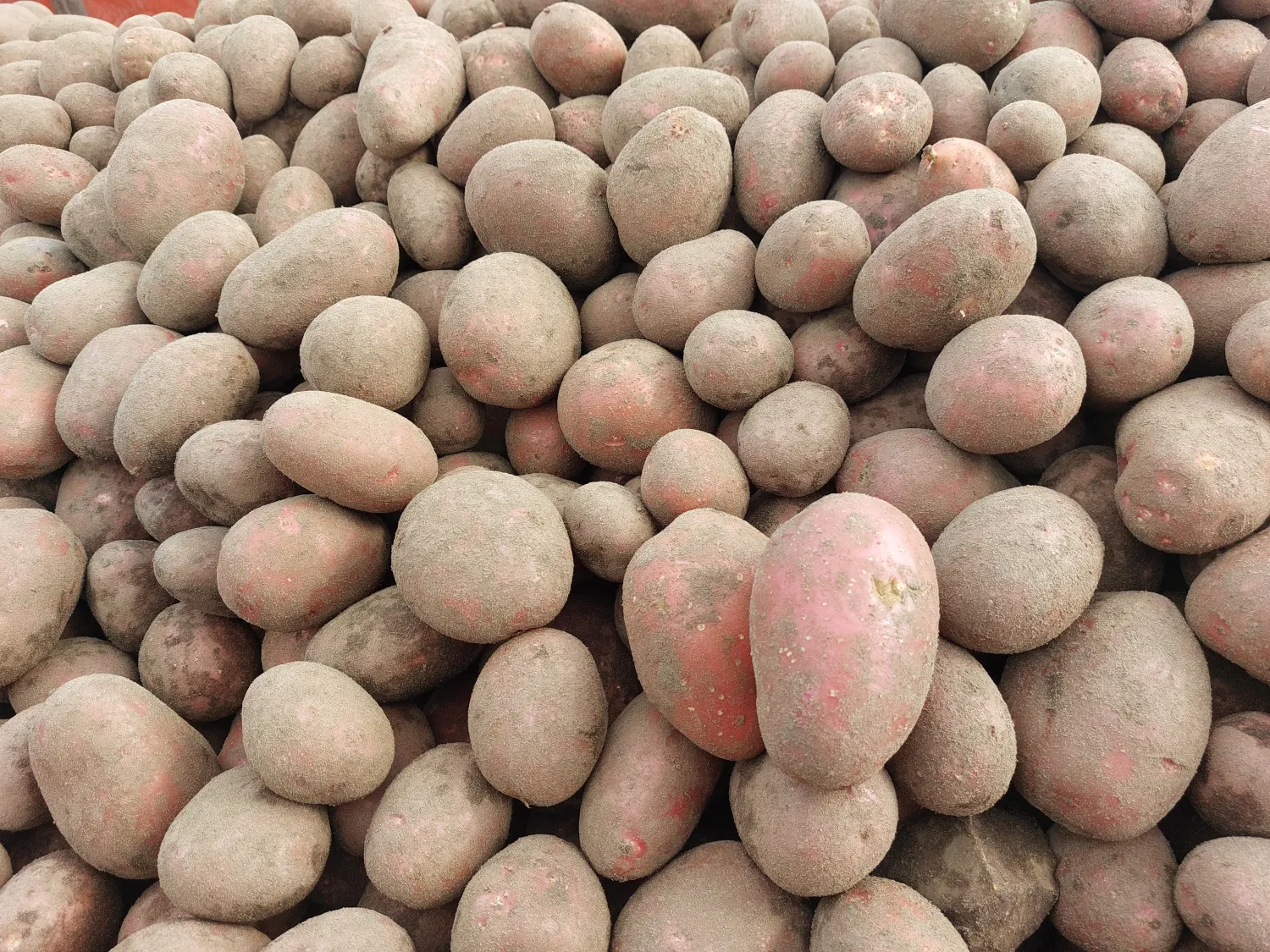 Alouette Potatoes - Firm Texture, Fresh From Field