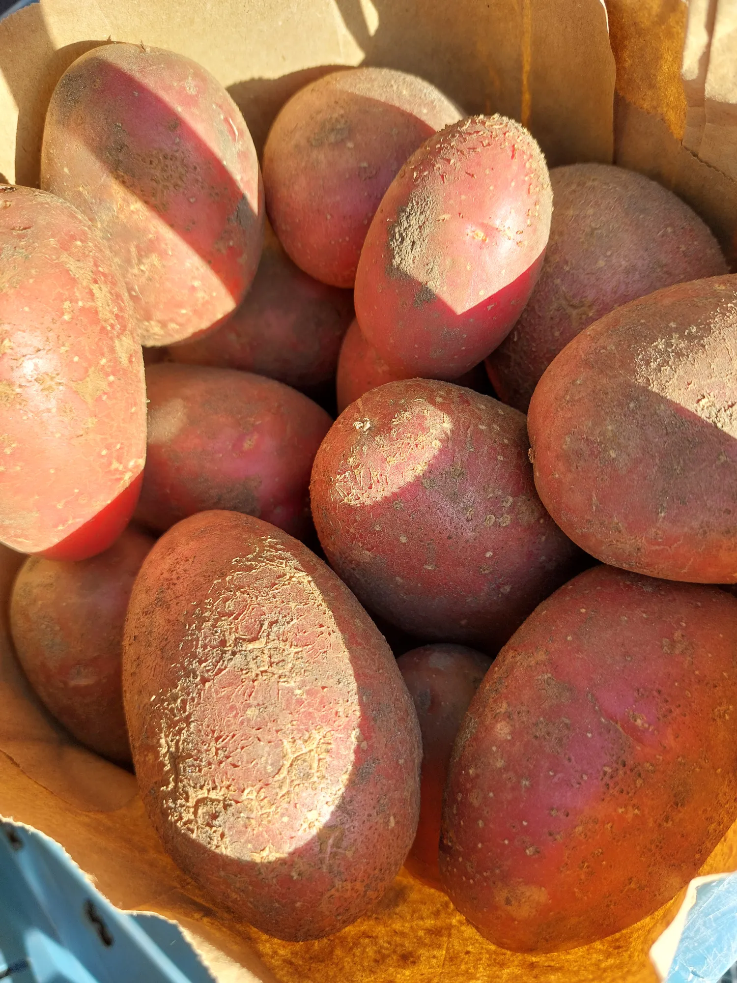 Alouette Potatoes - Firm Texture, Fresh From Field