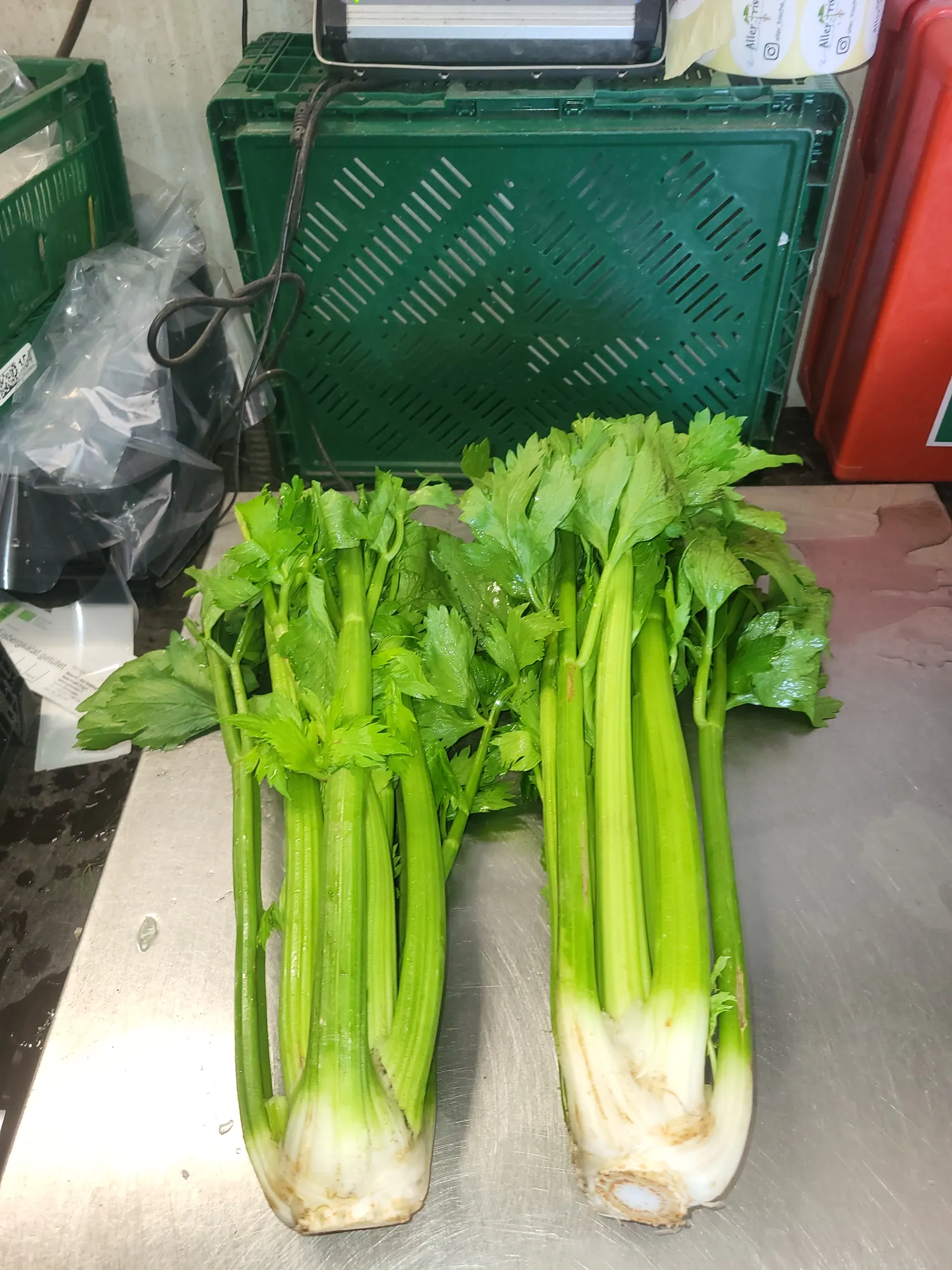 Biologische Selderij te Koop