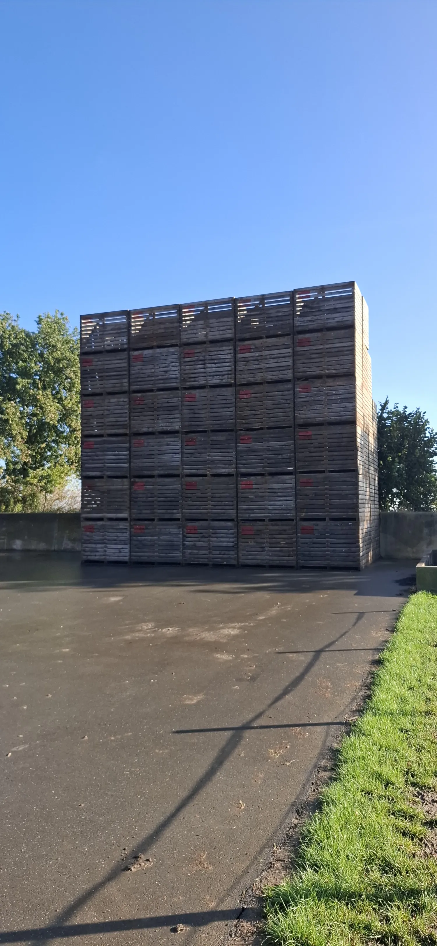 Te koop: 105 Kisten (1300kg) - Direct Beschikbaar