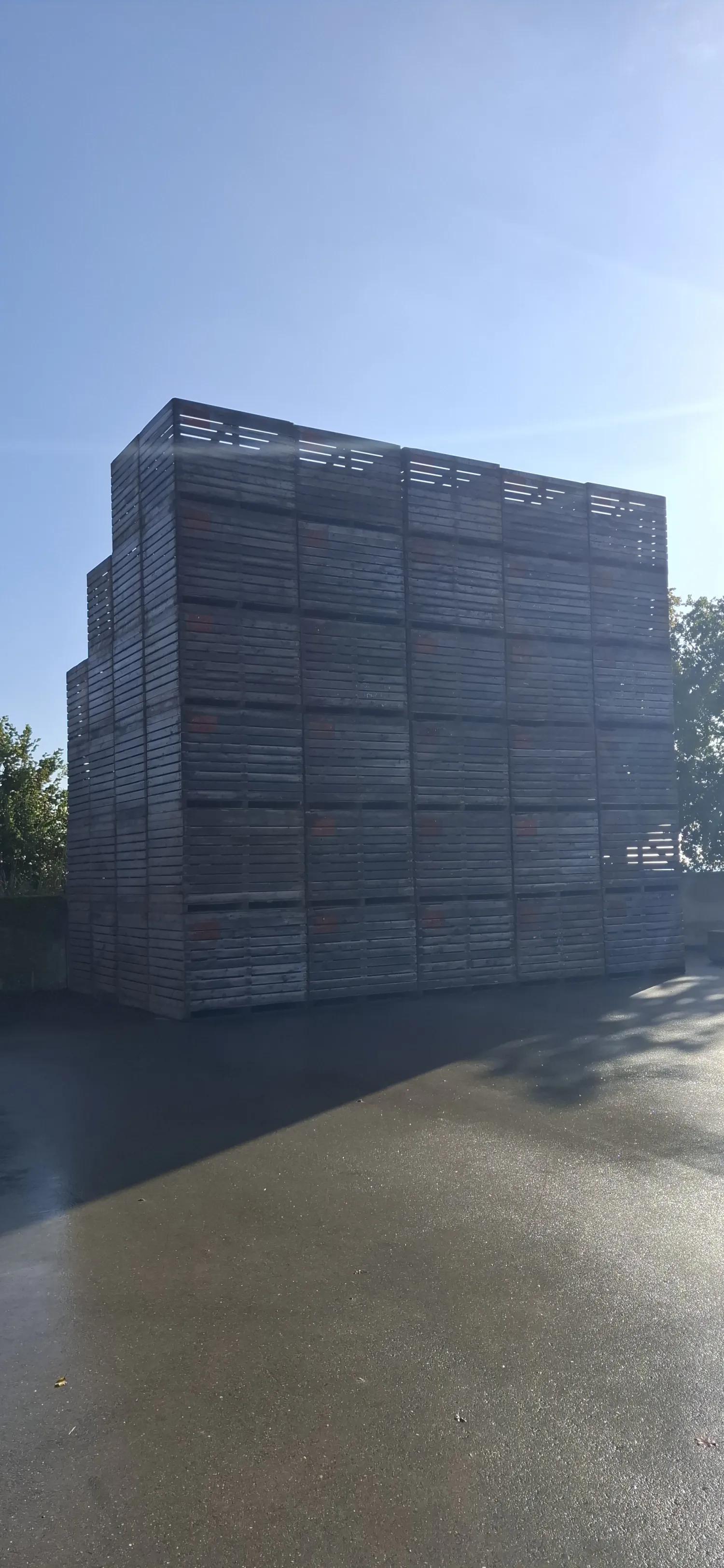 Te koop: 105 Kisten (1300kg) - Direct Beschikbaar