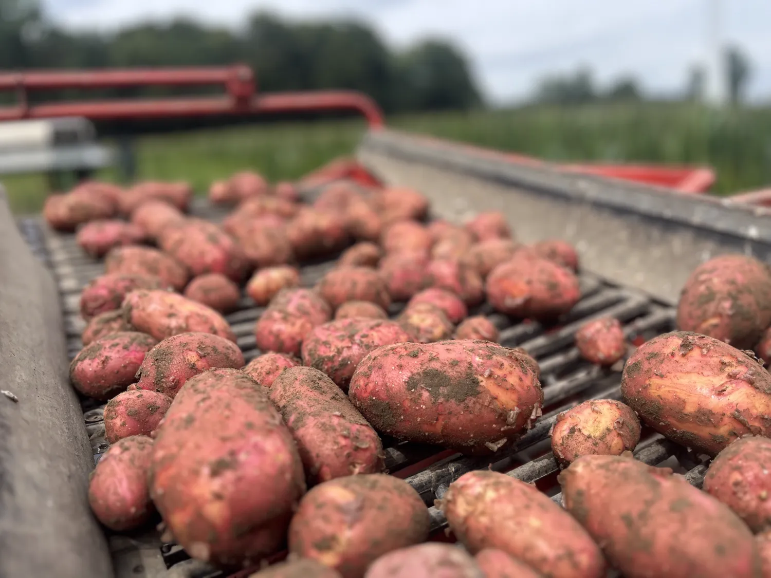 Pommes de terre de table à vendre | Petites quantités