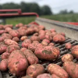 Pommes de terre de table à vendre | Petites quantités