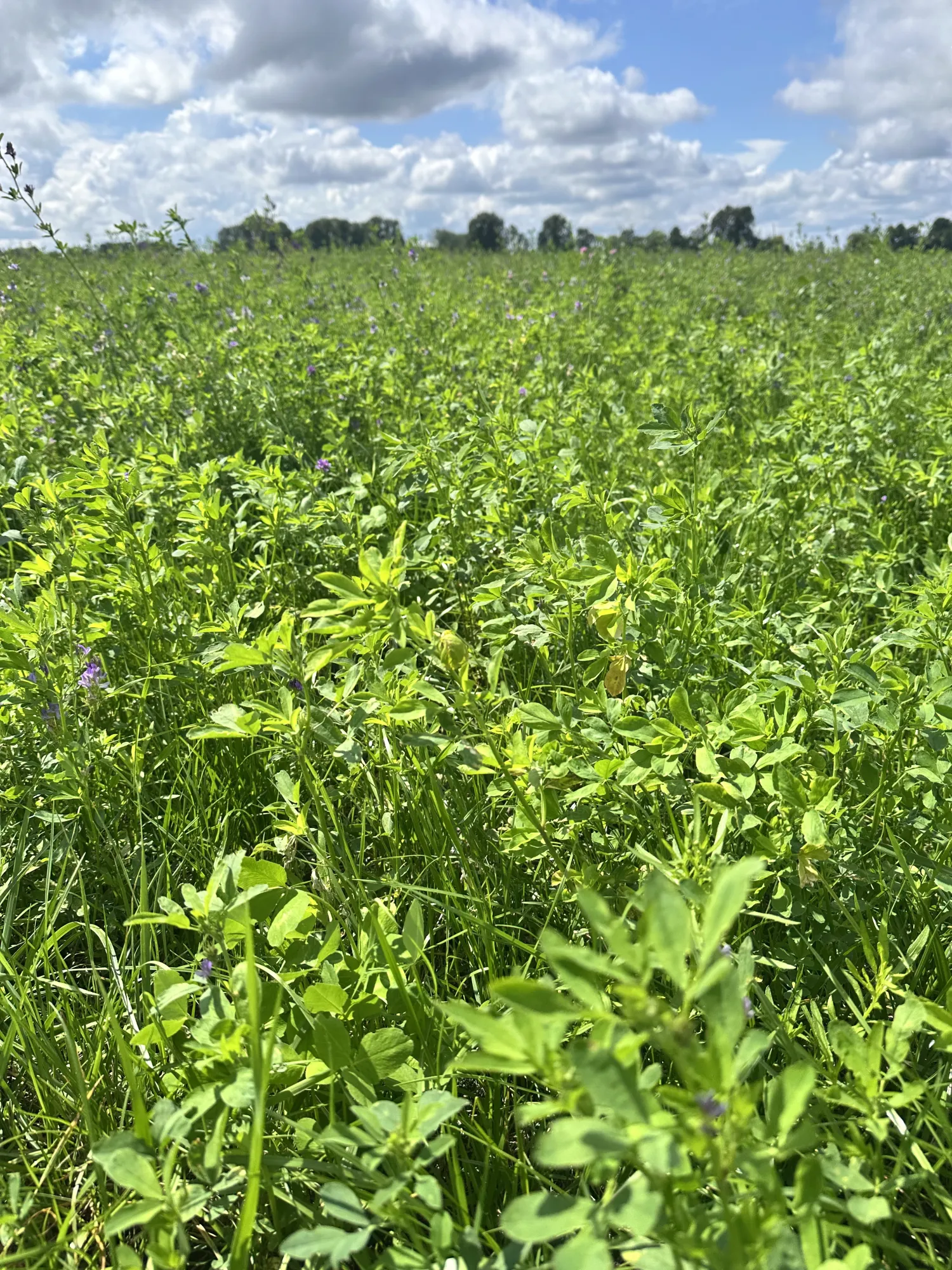 Luzerne Kleegras Silage Rundballen kaufen