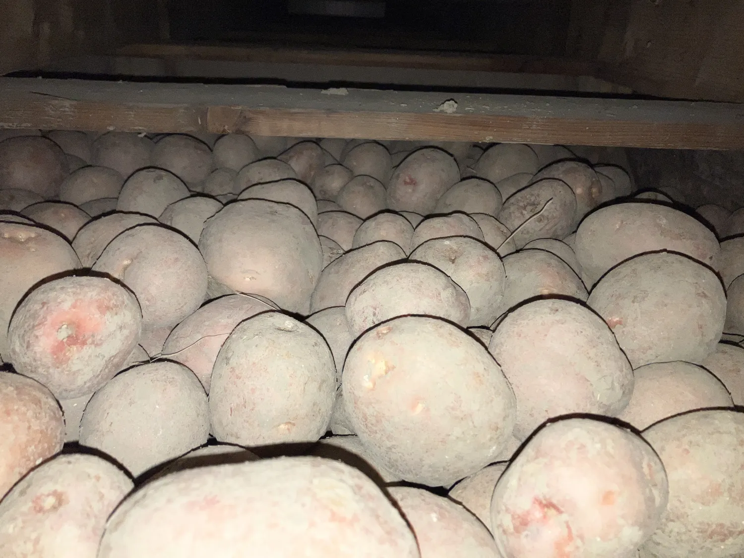 Bildstar Aardappelen van Hoge Kwaliteit | Direct van het Land