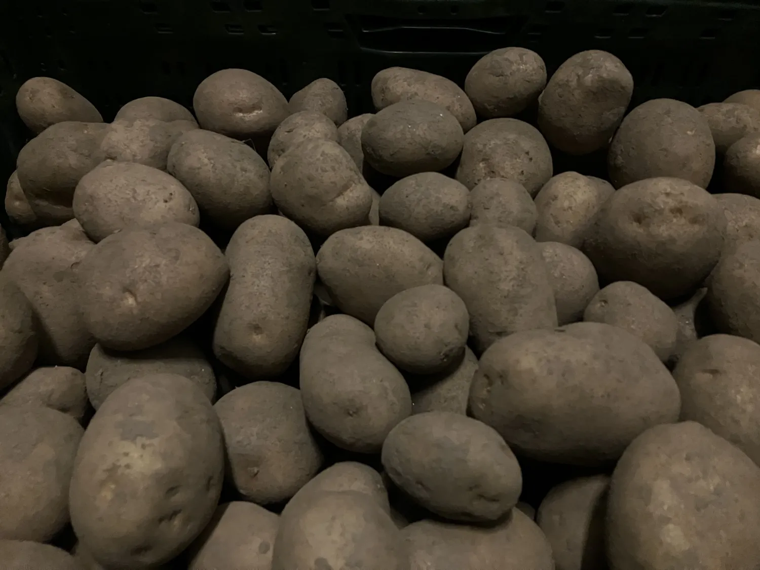Dore aardappelen te koop | Hoge kwaliteit, diverse verpakkingen
