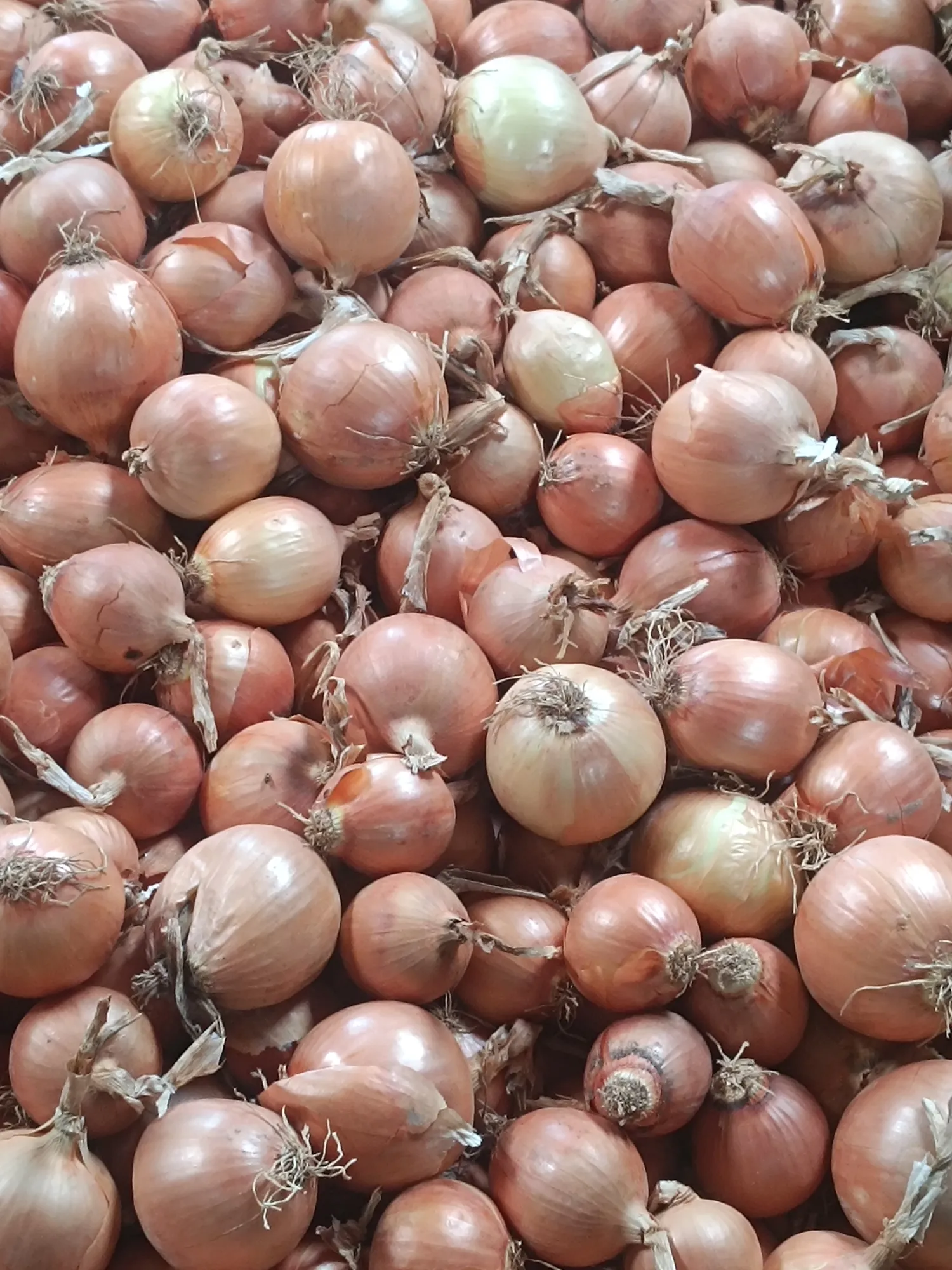 Buy Dry Onions Loose – Fresh From Farm