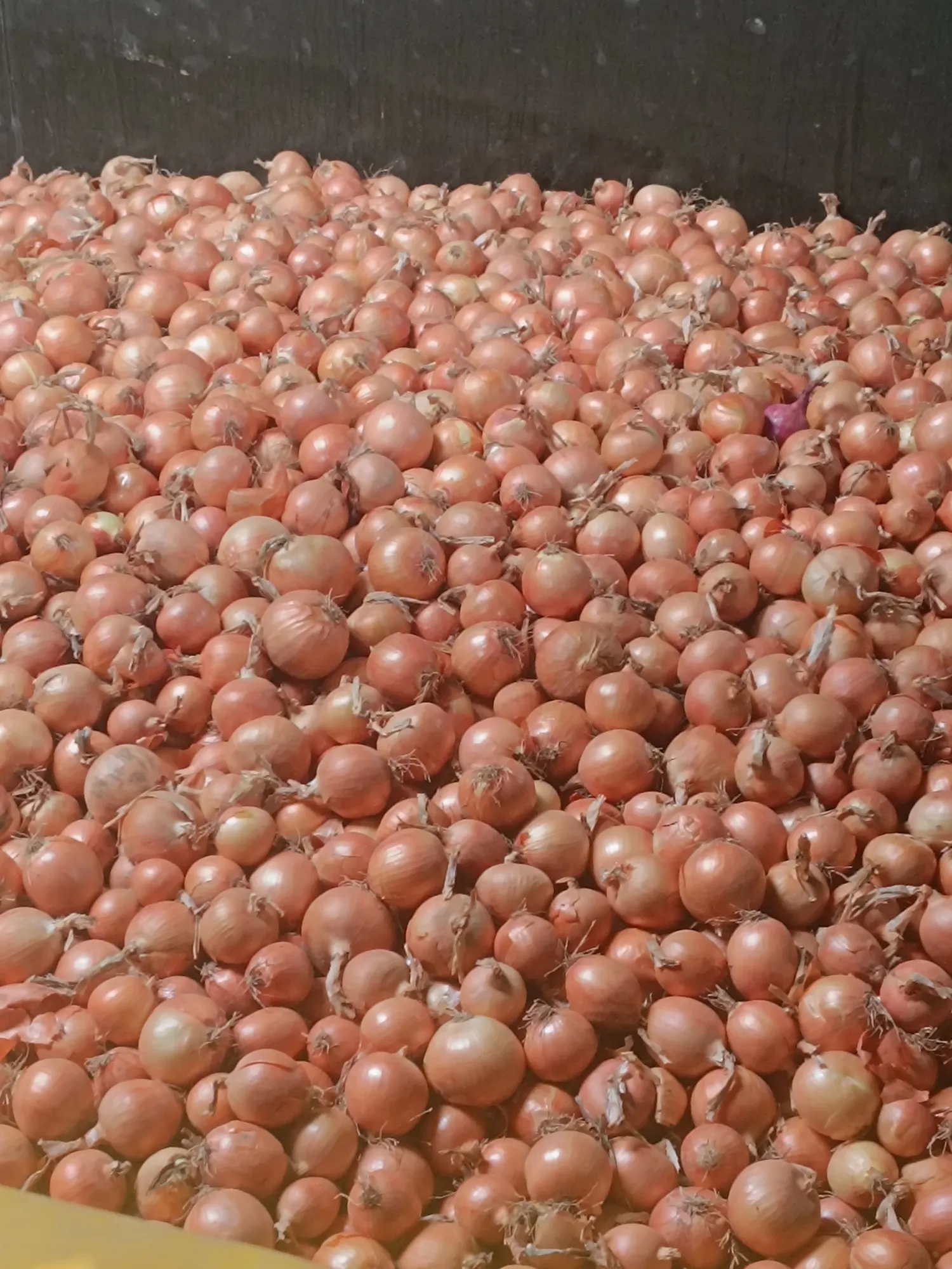 Buy Dry Onions Loose – Fresh From Farm