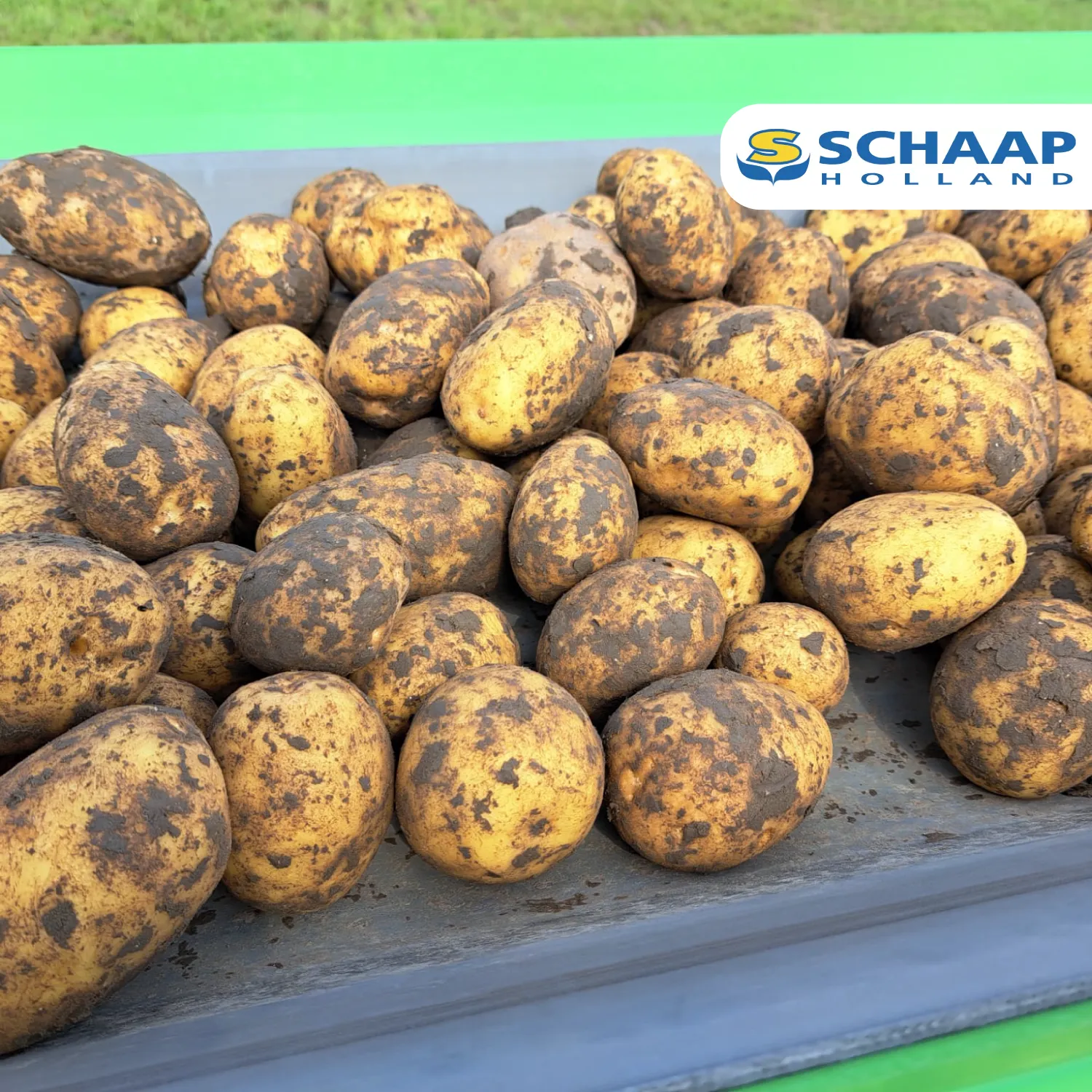 Potato Europe Lelystad: Successful edition for Poldergoud!
