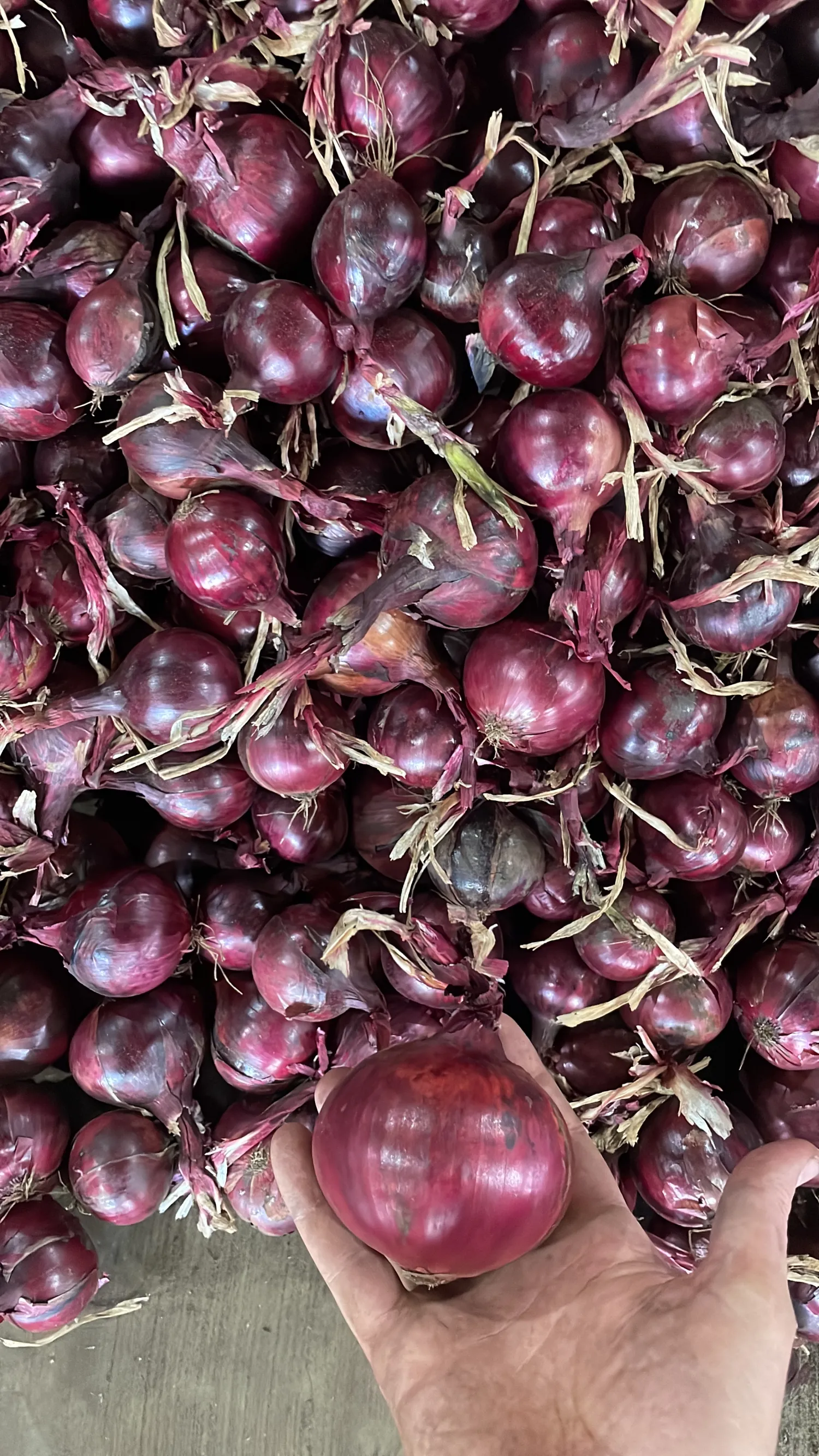 Yellow and Red Onions For Sale