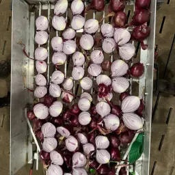 Rode uien RedRover, 240t beschikbaar, maat 60+