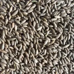 https://cdn.farmtrade.nl/media/164313/conversions/Dsgrfa-thumbnail.webp
