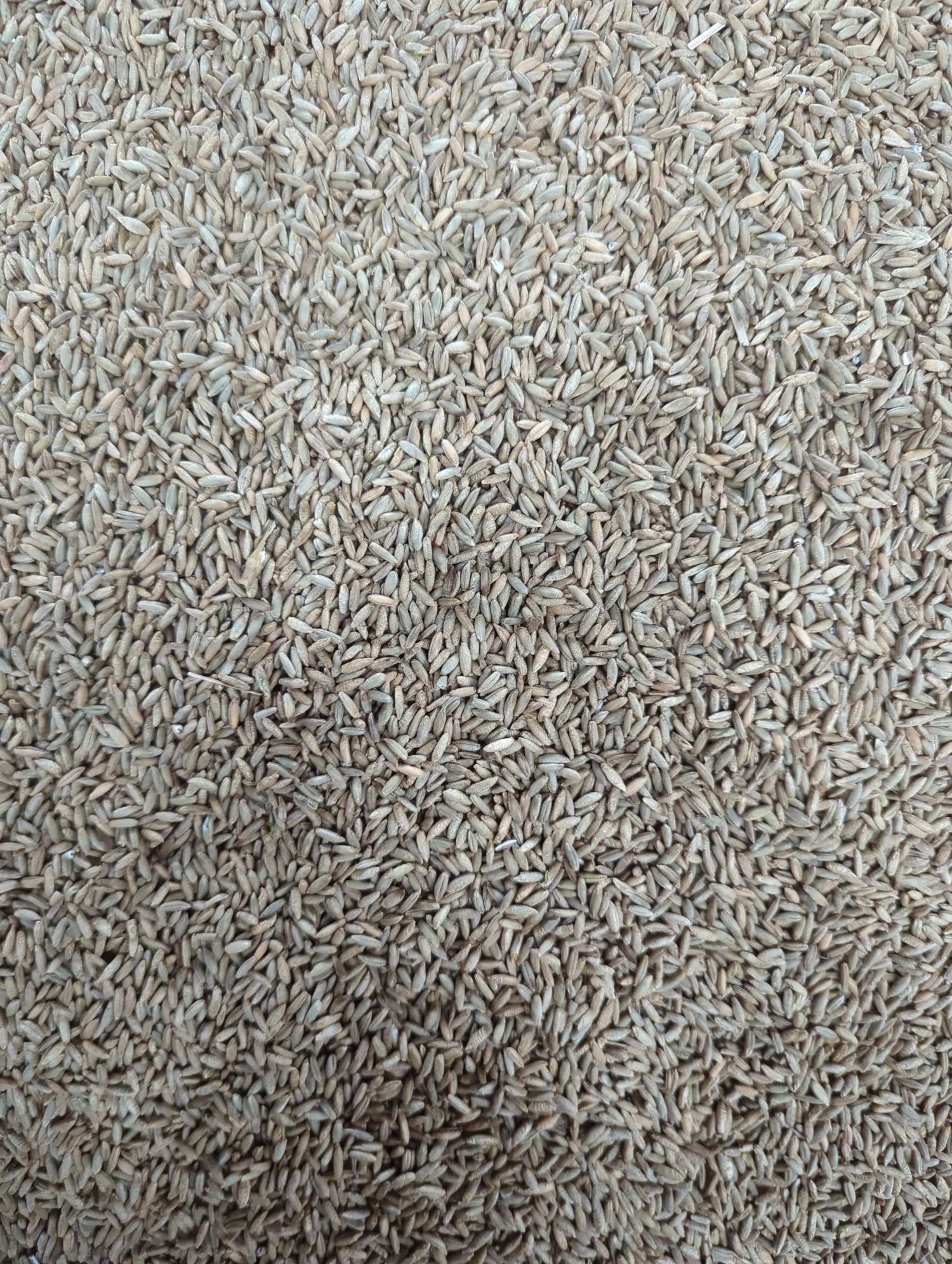 Rug sælges: 400 t, faldtal 110-200, 69-72 HL