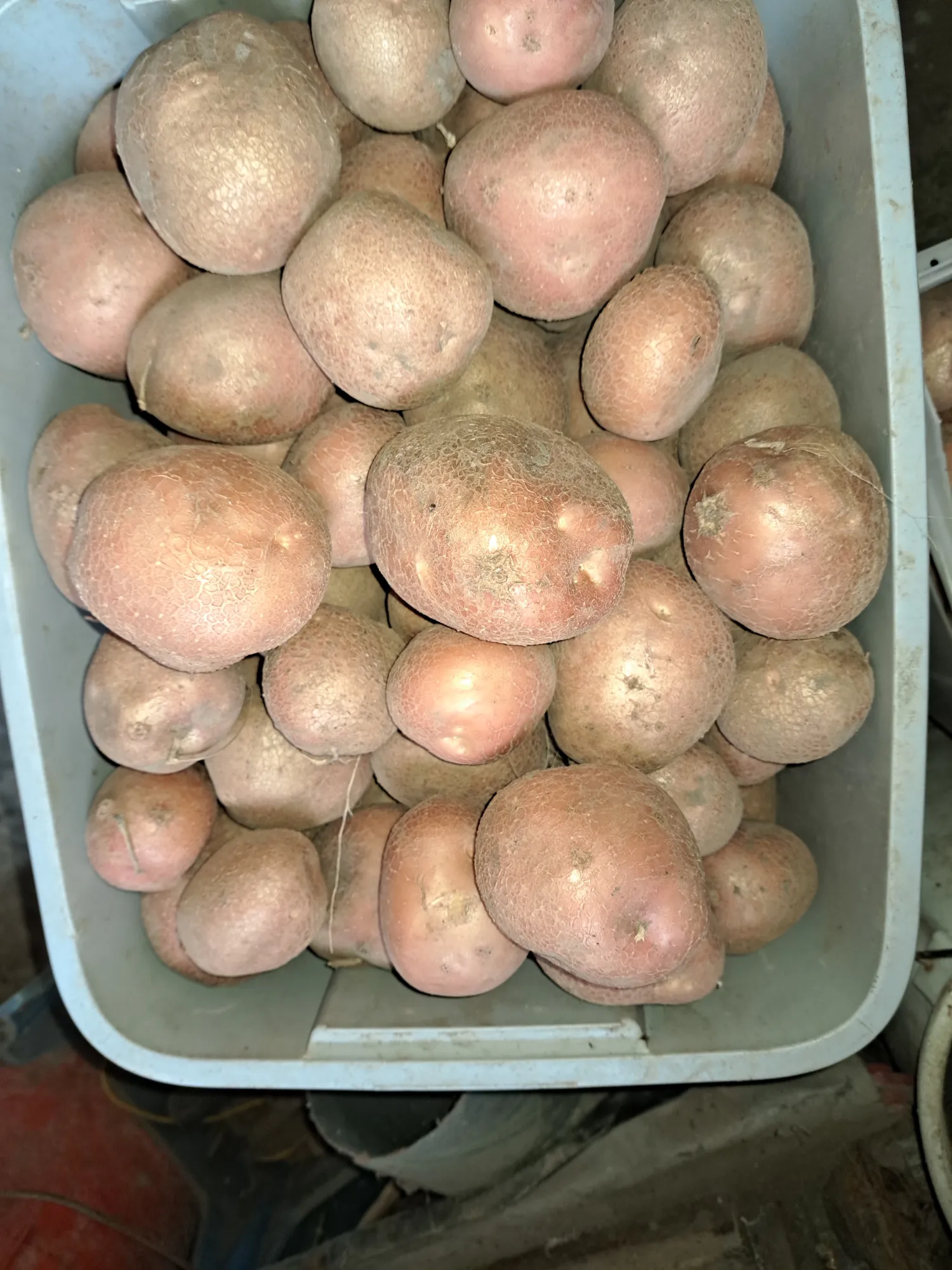 Aardappelen, Pompoenen & Uien Kopen | Rassen & Soorten