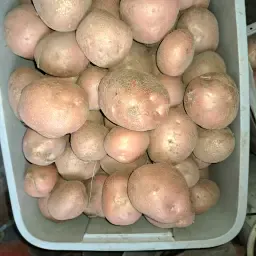https://cdn.farmtrade.nl/media/164760/conversions/SkKGGc-thumbnail.webp