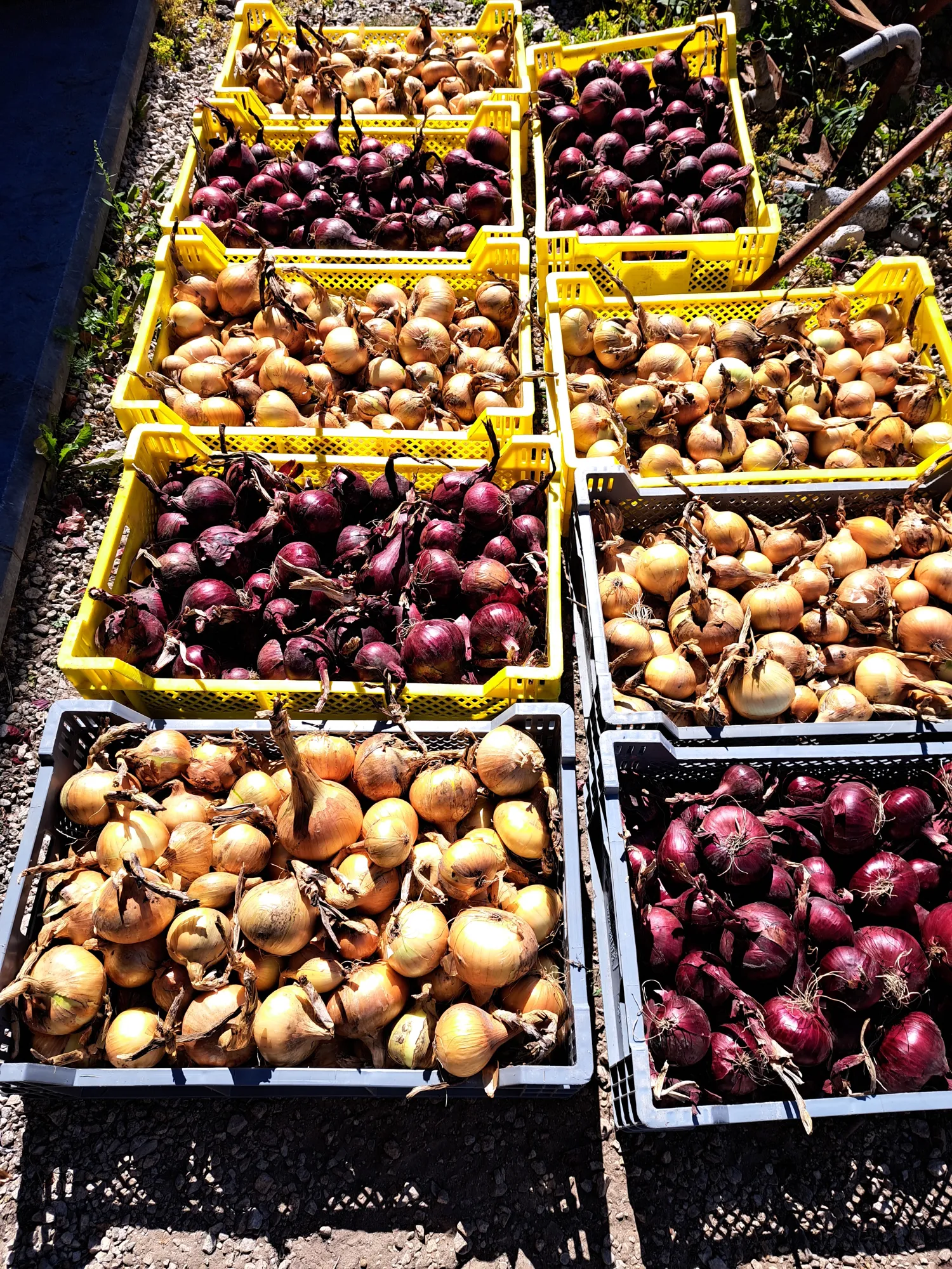 Aardappelen, Pompoenen & Uien Kopen | Rassen & Soorten