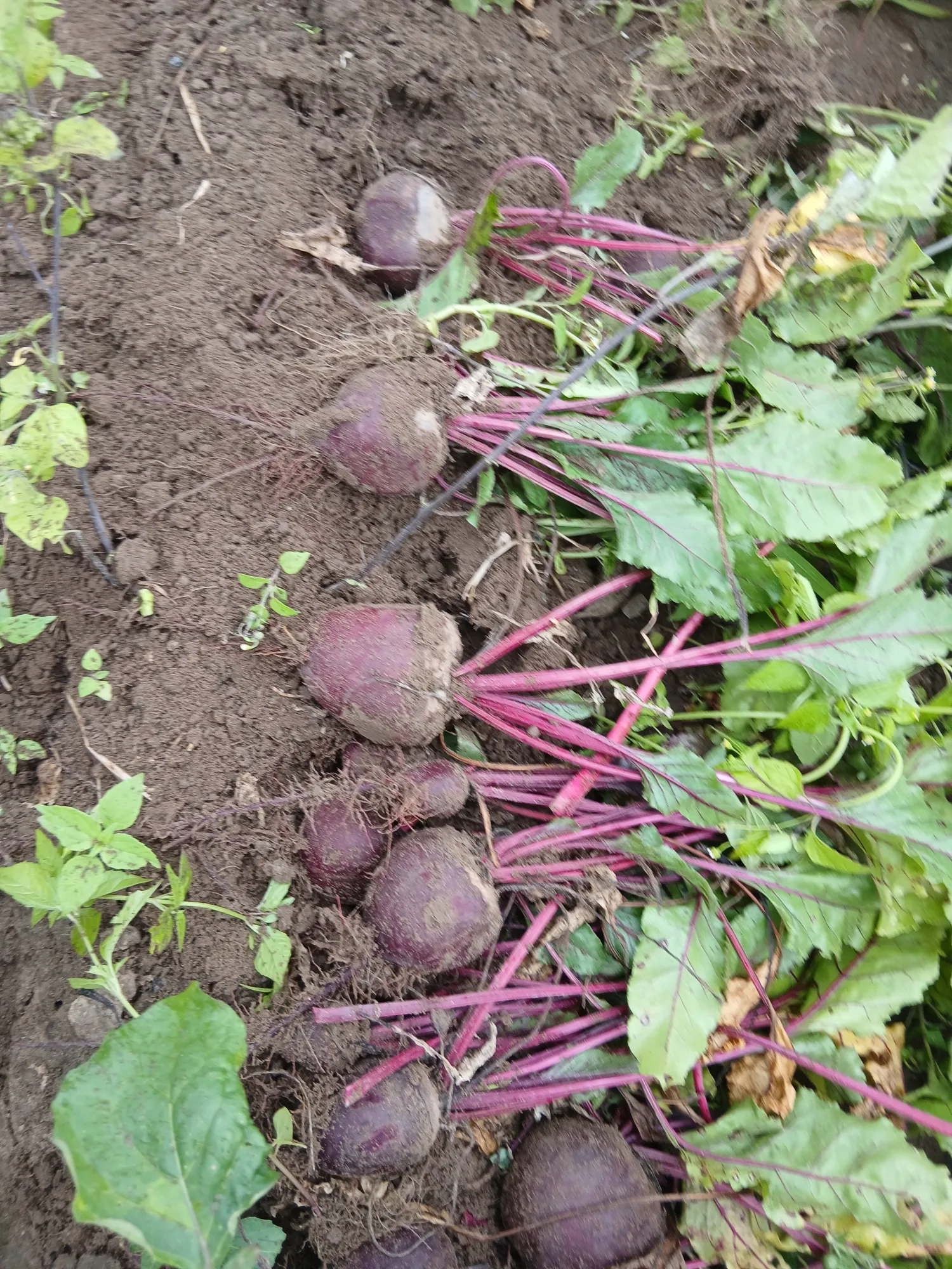 Rode bieten Boro te koop | Verse oogst