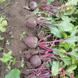 https://cdn.farmtrade.nl/media/164802/conversions/zG1DFd-thumbnail.webp