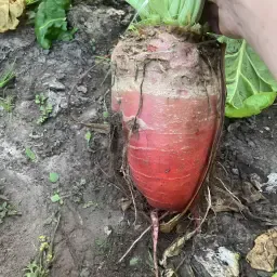 https://cdn.farmtrade.nl/media/164820/conversions/2g5uzN-thumbnail.webp