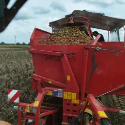 Pommes de terre à vendre, région d'Eldena, Allemagne