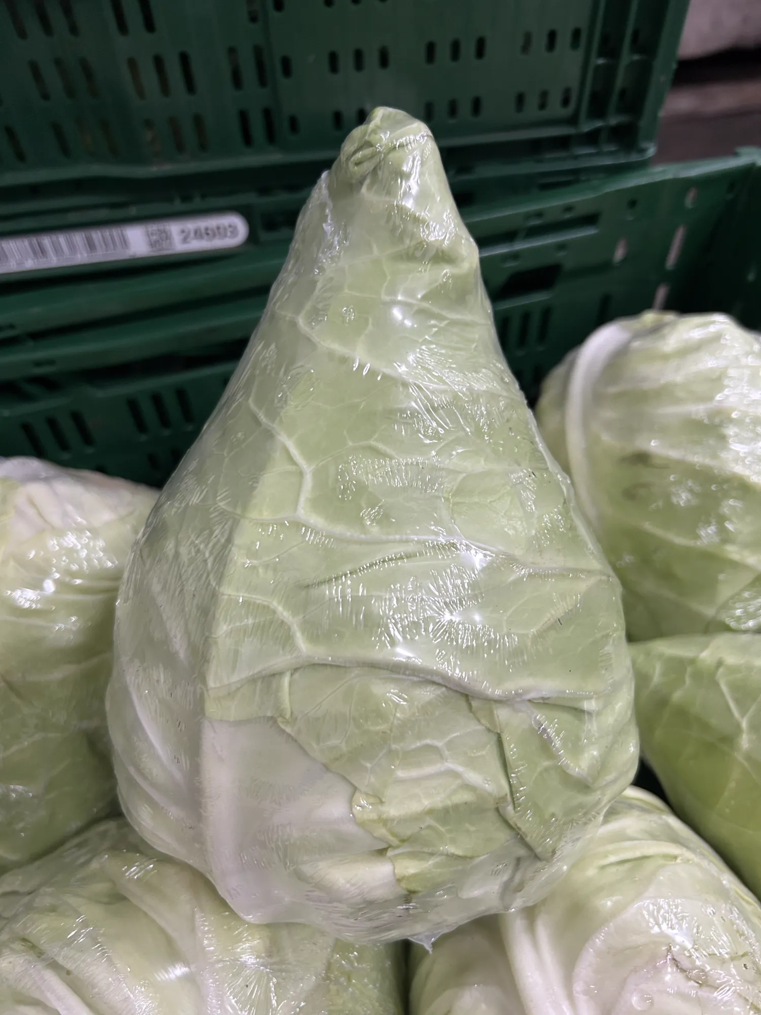 Verse sluitkool kopen | Hoge kwaliteit & scherpe prijs