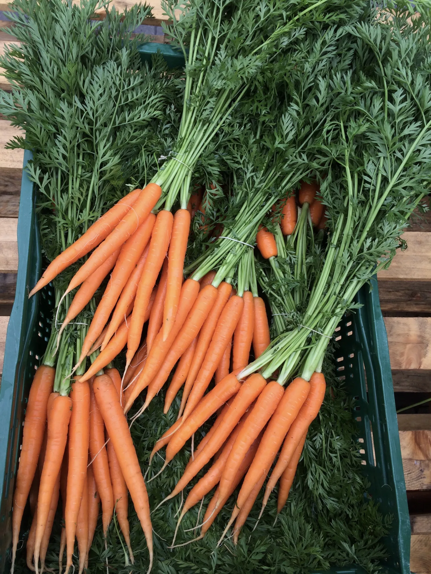 Verse bospeen: 600g - 1000g per bos | Kwaliteitsverpakking