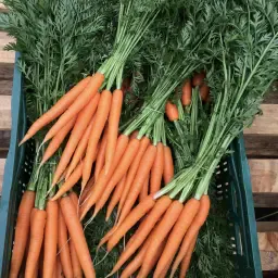 Verse bospeen: 600g - 1000g per bos | Kwaliteitsverpakking