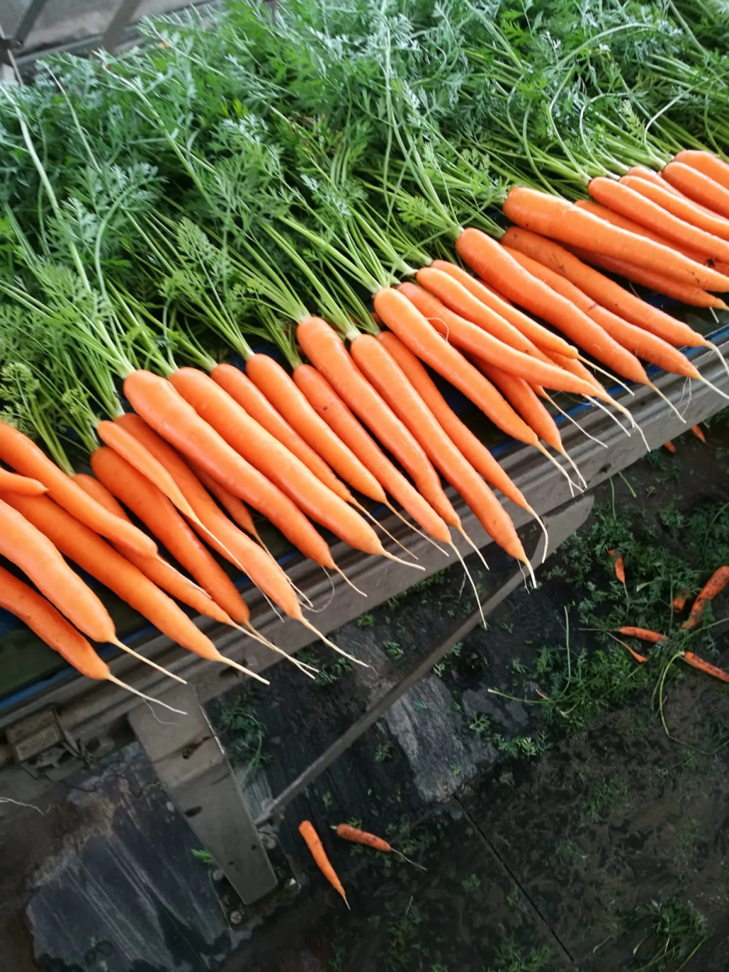 Verse bospeen: 600g - 1000g per bos | Kwaliteitsverpakking