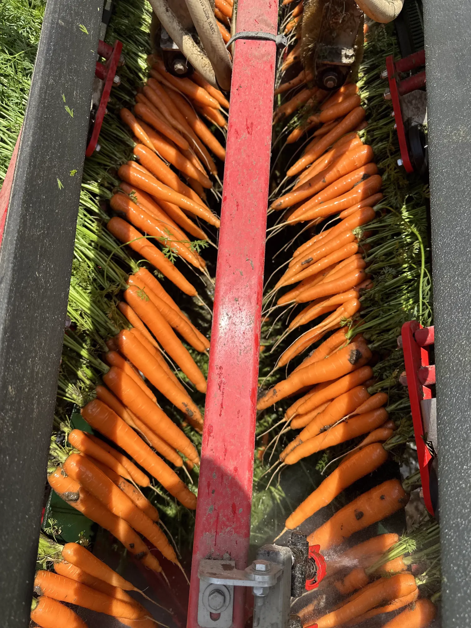 Verse bospeen: 600g - 1000g per bos | Kwaliteitsverpakking