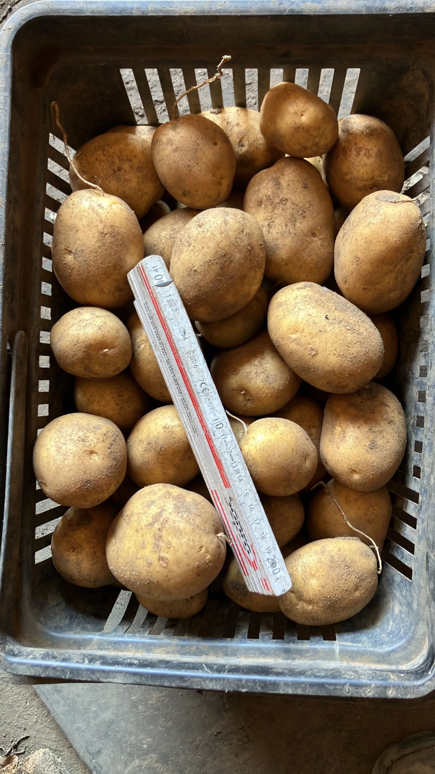 300 t Rumba aardappelen, ca. 17% zetmeel – Hoge kwaliteit