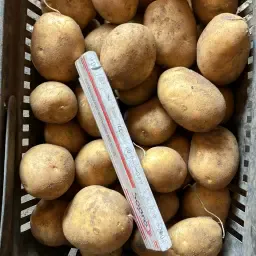 300 t Rumba aardappelen, ca. 17% zetmeel – Hoge kwaliteit