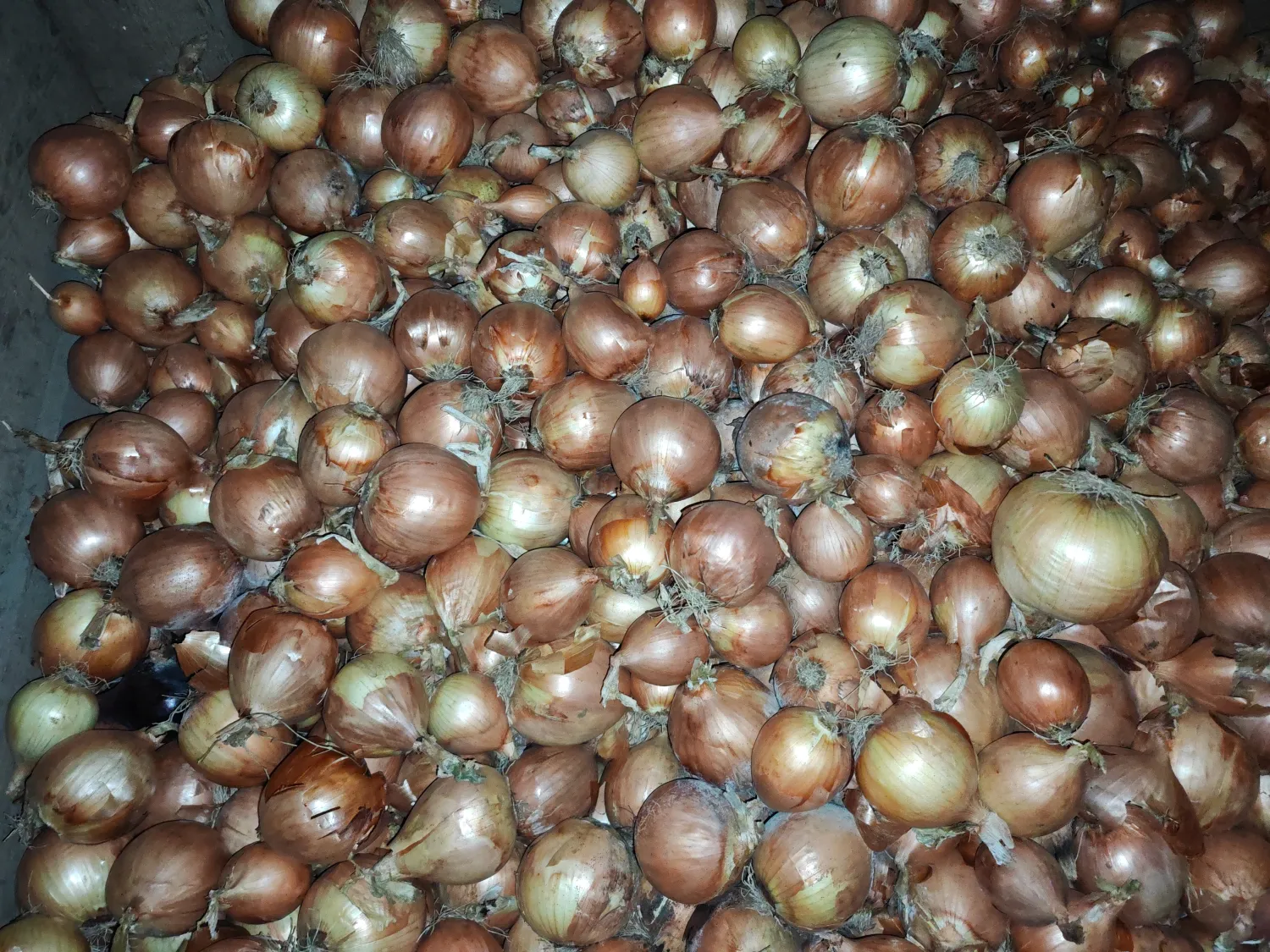 Cebollas Vuelta F1 en venta - 340 toneladas