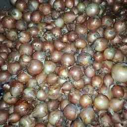 Cebollas Vuelta F1 en venta - 340 toneladas