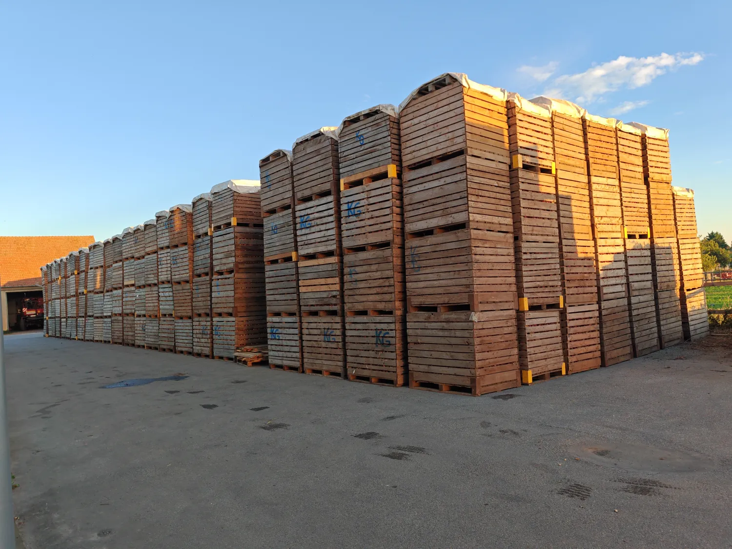 Cebollas Vuelta F1 en venta - 340 toneladas