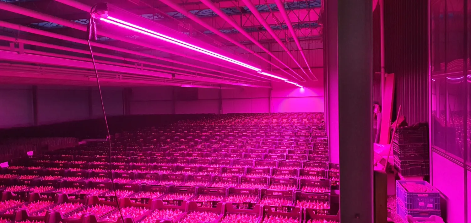 LED Verlichting voor Tulpenbroeierij - 500cm Aluminium