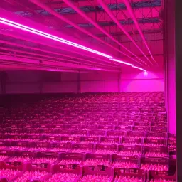 https://cdn.farmtrade.nl/media/165182/conversions/ebY994-thumbnail.webp