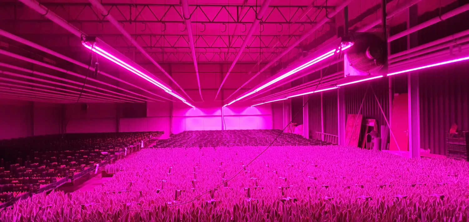 LED Verlichting voor Tulpenbroeierij - 500cm Aluminium