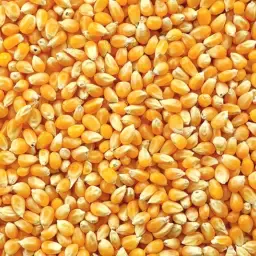 https://cdn.farmtrade.nl/media/165223/conversions/uHkMfz-thumbnail.webp
