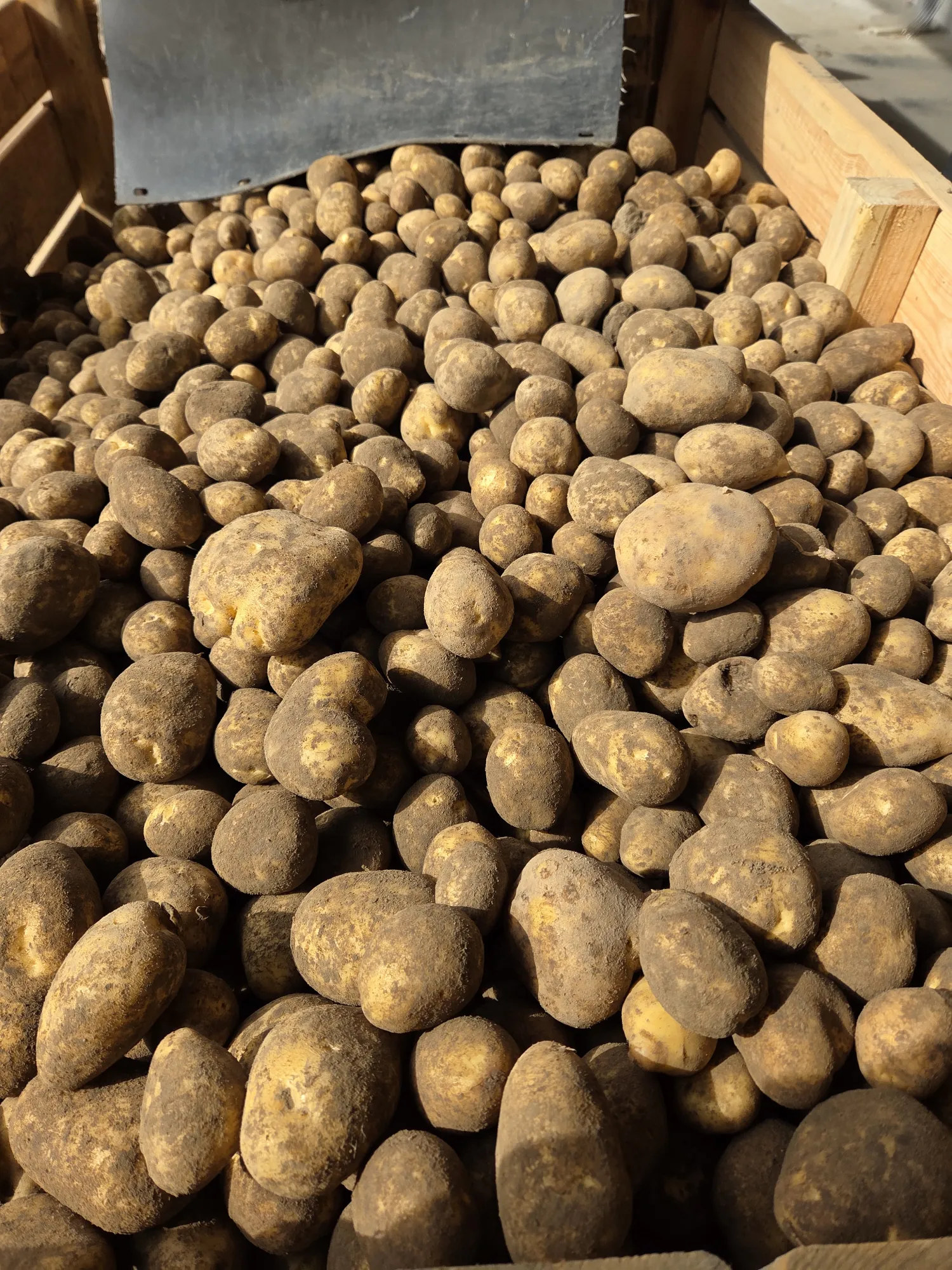 Milva aardappelen te koop | Hoge kwaliteit