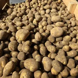 Milva aardappelen te koop | Hoge kwaliteit
