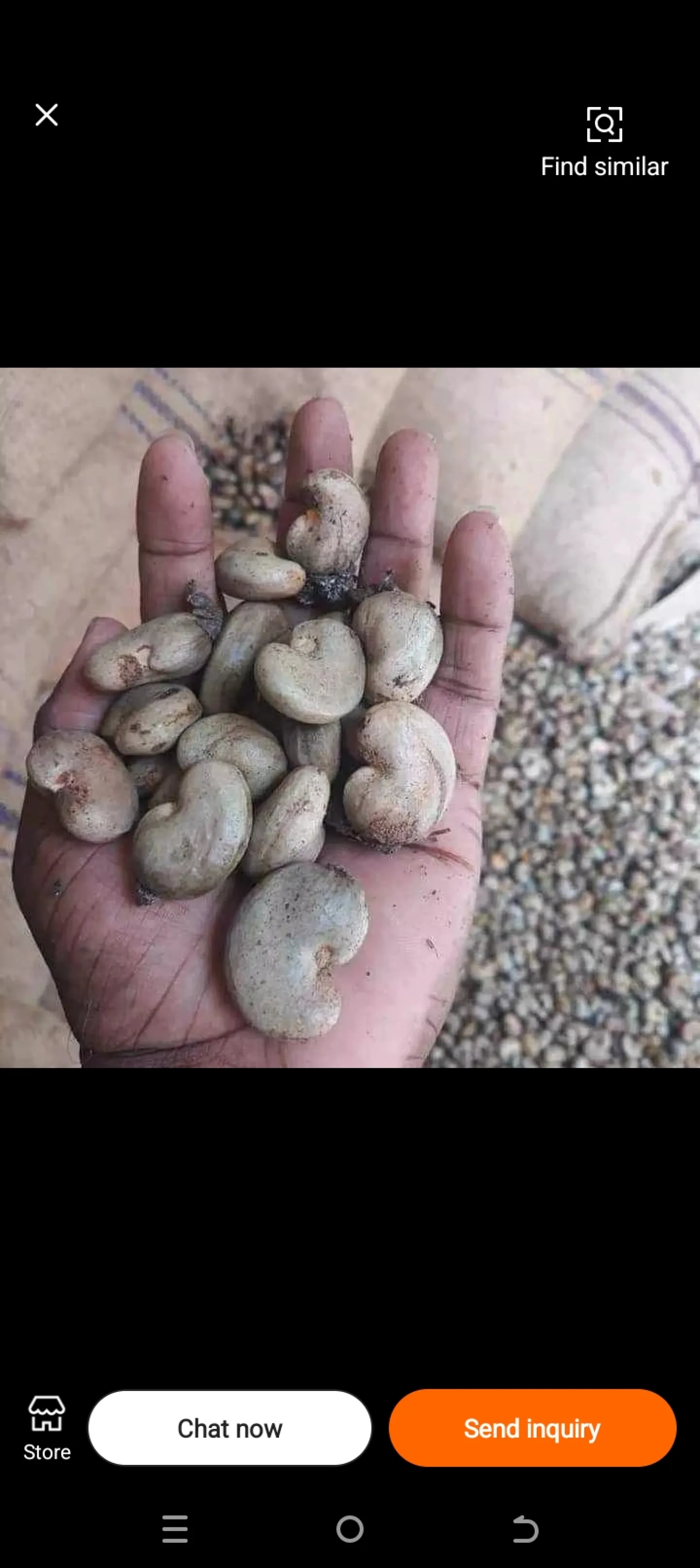 Anacardos crudos de alta calidad | Sacos de 80 kg